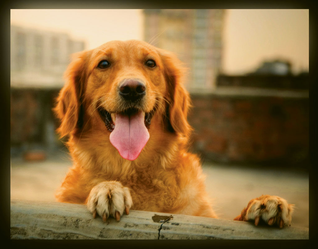 golden retriever